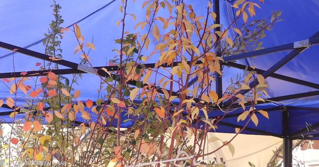 تقارير مصورةسيبيريا.. ارتفاع الحرارة وراء ظهور أنواع نباتية واختفاء أخرى