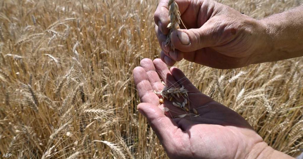محصول الحبوب في روسيا يسجل 142.6 مليون طن في 2023