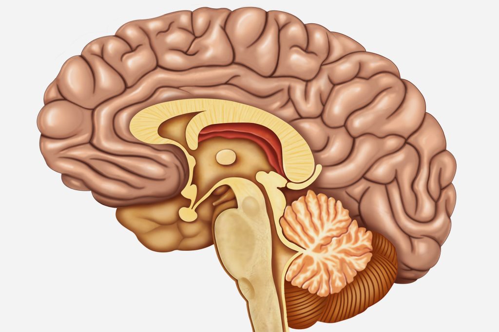 علماء يكشفون دور بروتين في الاتصال بين الخلايا العصبية