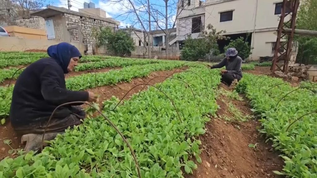 “الجميع خائفون” لكن لقمة العيش تتطلب المجازفة.. المزارعون في لبنان تحت القصف الإسرائيلي