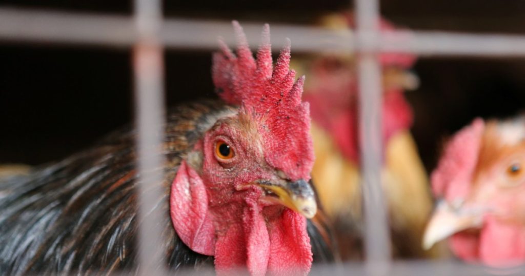 كندا تشدد قيود استيراد الماشية الأميركية بسبب مخاوف من إنفلونزا الطيور