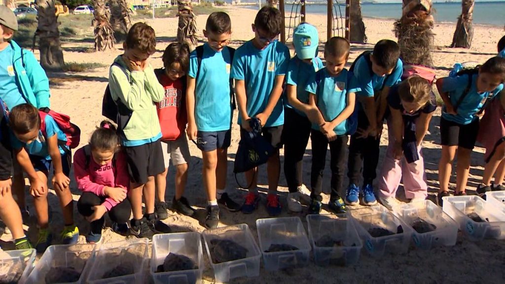 فيديو. إسبانيا: إطلاق 22 سلحفاة على شاطئ ألماسورا