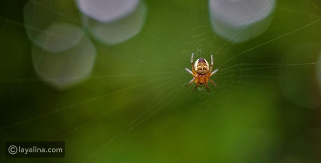 العنكبوت في المنام