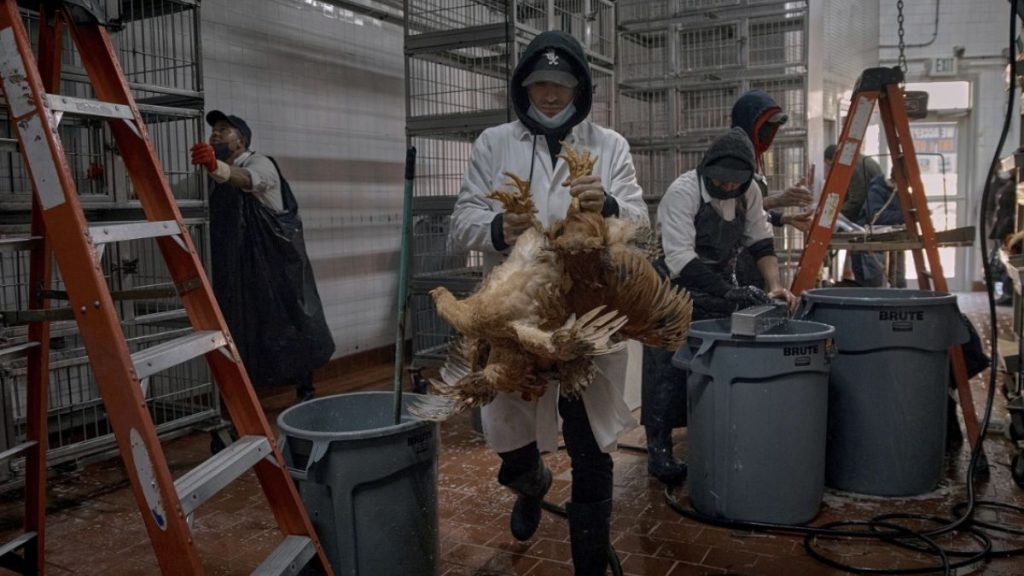 تقرير صحي جديد: تضاعف عدد بؤر إنفلونزا الطيور يرفع خطر انتقالها إلى البشر