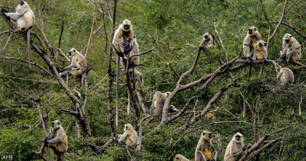 انقلاب شاحنة وفرار قرود “عدوانية” بولاية مسيسيبي