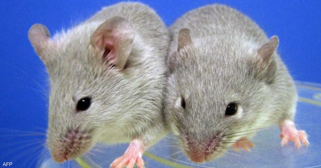 لماذا ترسل الصين 4 فئران إلى الفضاء؟