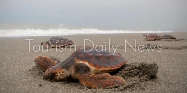 أعشاش السلاحف البحرية تنتشر على شواطئ فالنسيا الإسبانية