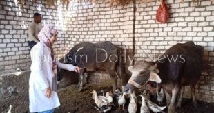 حملة لتحصين الحيوانات ضد الحمى القلاعية والوادي المتصدع بمحافظات مصر