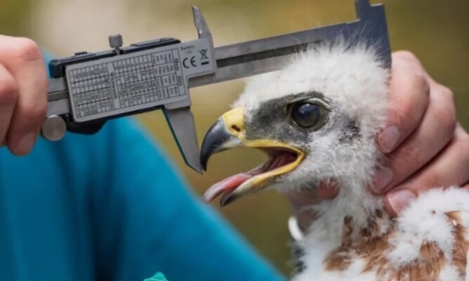 دراسة تكشف تأثير النشاط البشري على سلوك ووفيات الطيور الجارحة