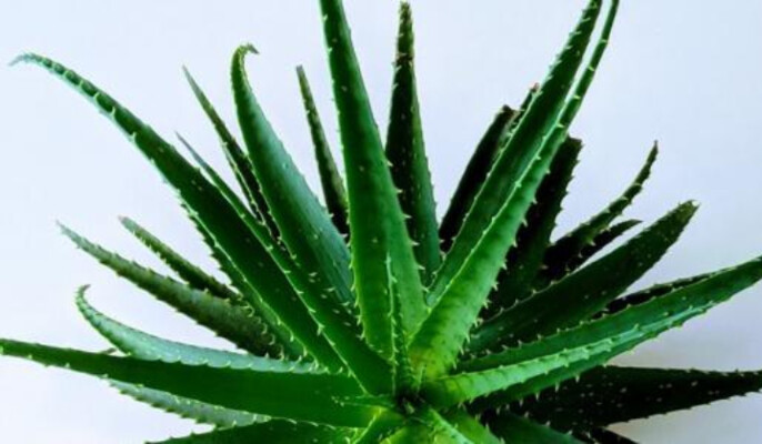 جل الصبار المخمّر.. الحليف الطبيعي للبشرة الناعمة والمشرقة