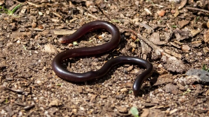 يشبه الدودة ويتكاثر من دون ذكور.. تعرّفوا على ثعبان براهميني الأعمى!