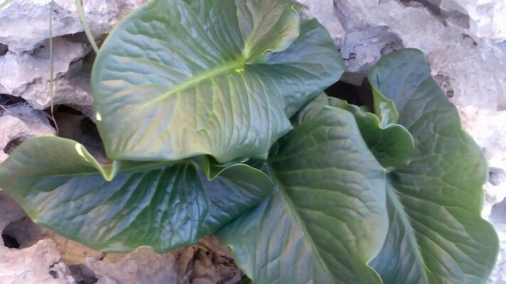 نبتة سورية سامة تتحول إلى وجبة احتفالية… هل “الساحرة” شفاء أم سمّ؟