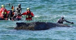 حوت أحدب يحرر نفسه بعد تعليقه بشواطئ منطقة تيميندورفر شتراند الألمانية