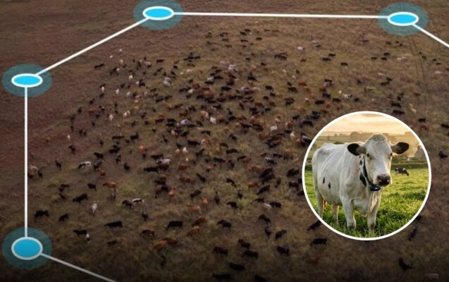 من مزارع نيوزيلندا إلى العالم: لماذا يجذب الذكاء الاصطناعي انتباه المزارعين؟