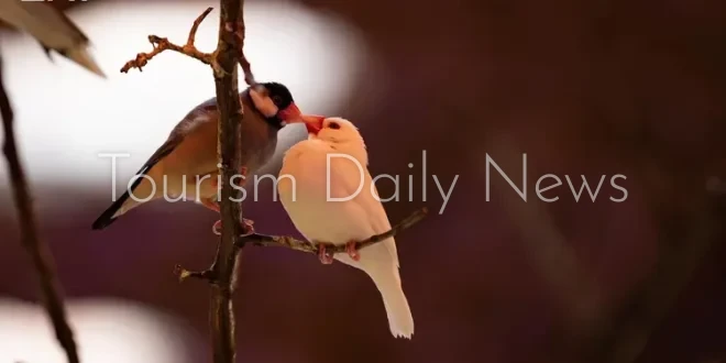 حدائق الطيور في الهدا تستقطب الزوار خلال موسم الصيف