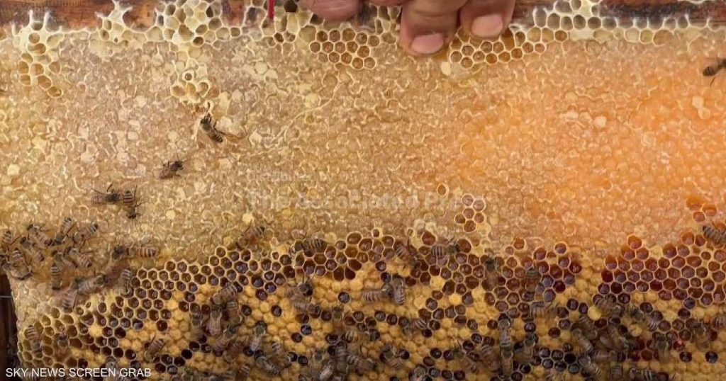 نحالو غزة يعيدون بناء خلاياهم وسط الدمار