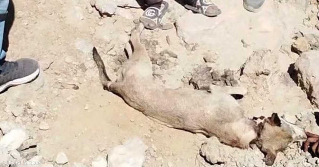خاصهجوم ذئب يثير الفزع في قرية مصرية.. التفاصيل كاملة